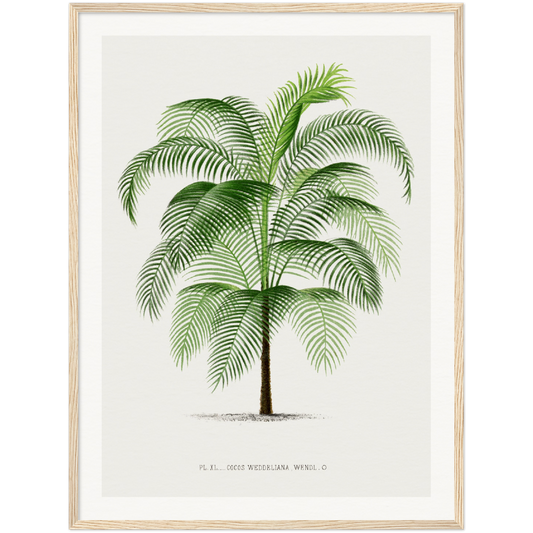 COCOS PALM