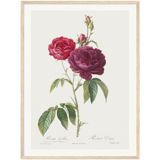 PURPLE FRENCH ROSE, ROSA GALLICA PURPURO-VIOLACEA MAGNA