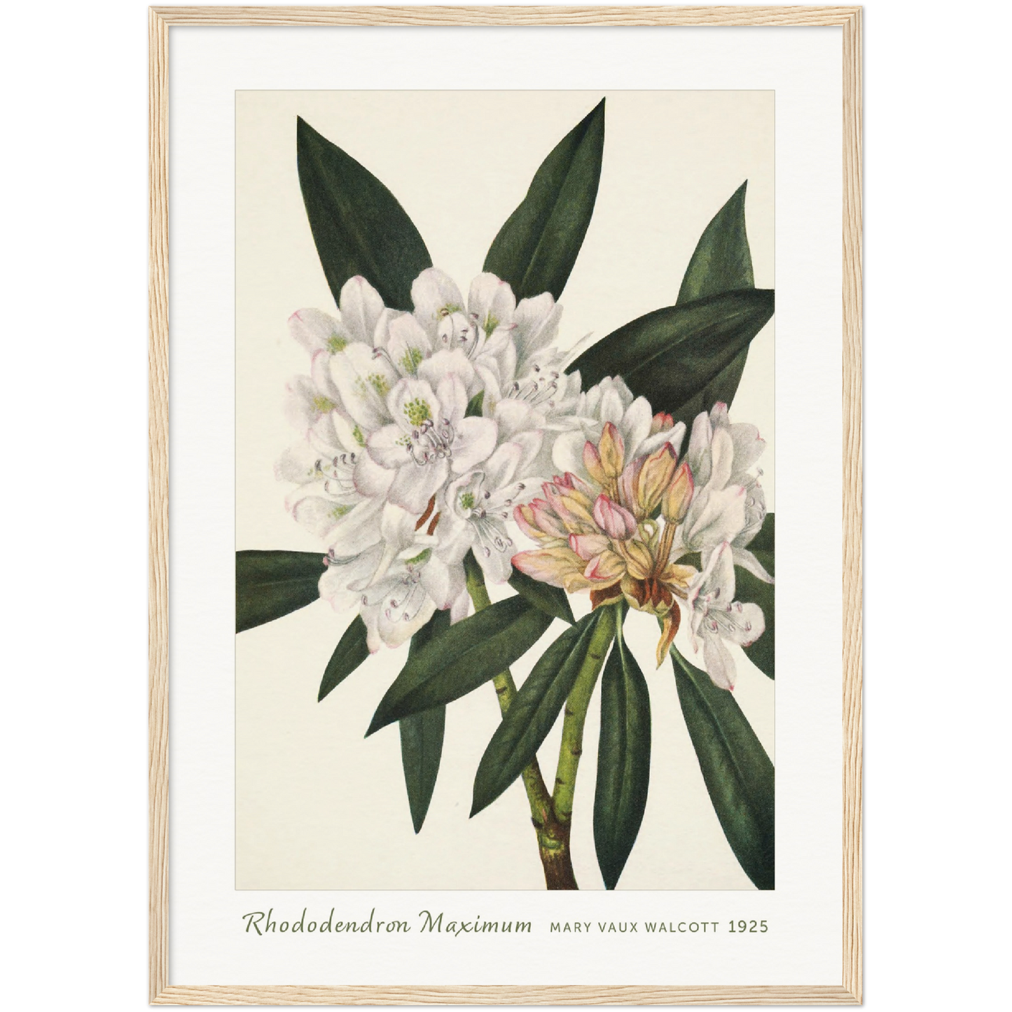 ROSEBAY RHODODENDRON. RHODODENDRON MAXIMUM (1925)