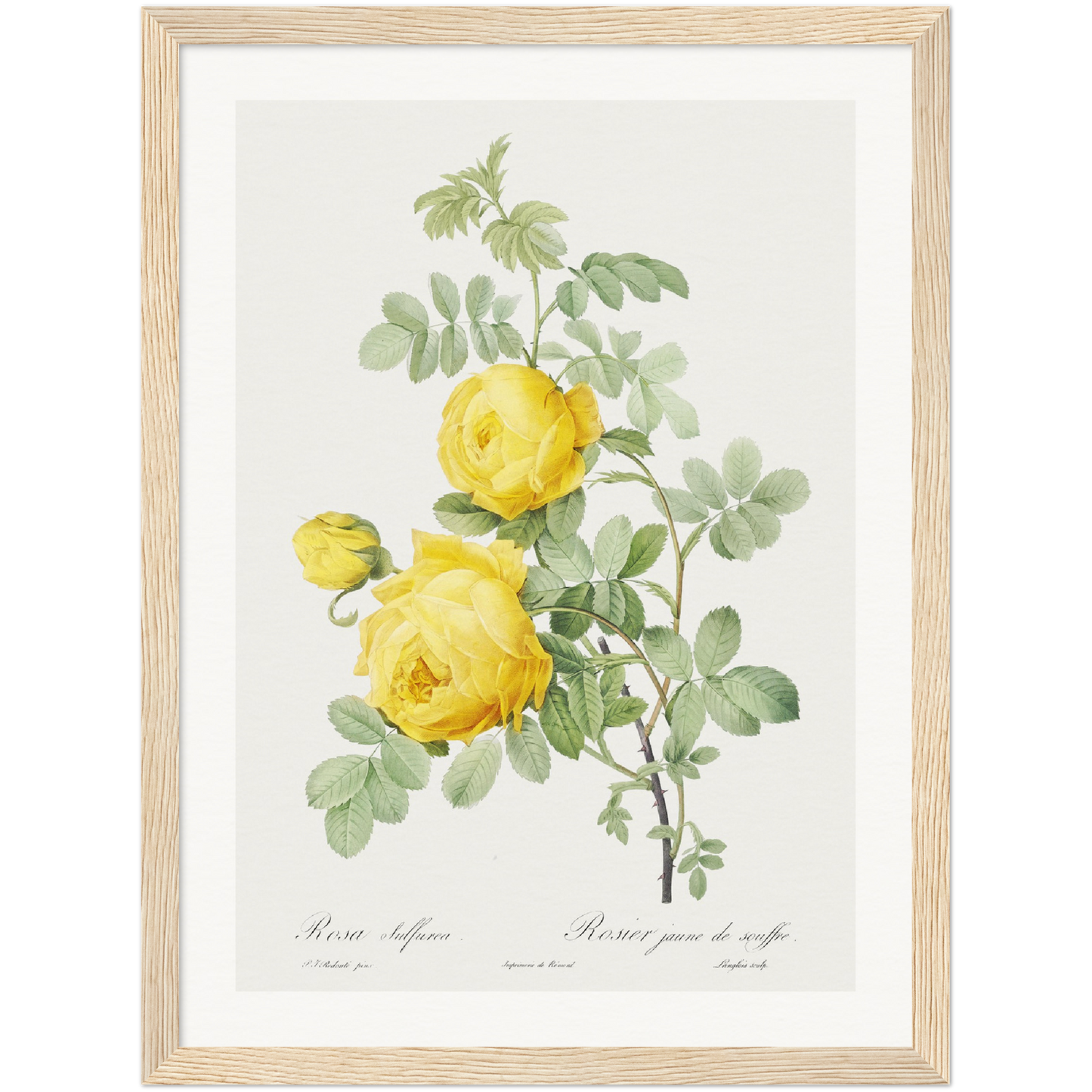 ROSA HEMISPHAERICA, ALSO KNOWN AS YELLOW ROSE OF SULFUR (ROSA SULFUREA)