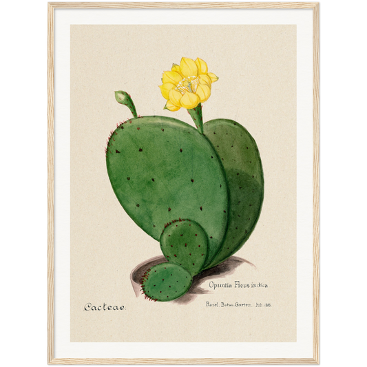 INDIAN FIG OPUNTIA CACTUS