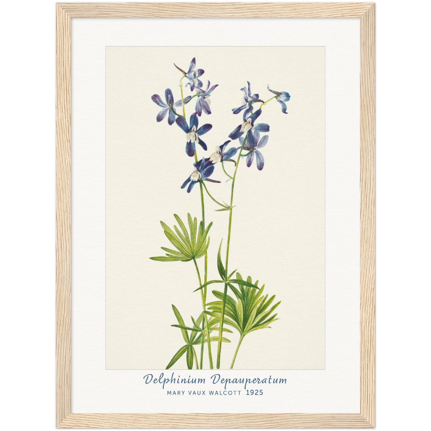 SLIM LARKSPUR. DELPHINIUM DEPAUPERATUM