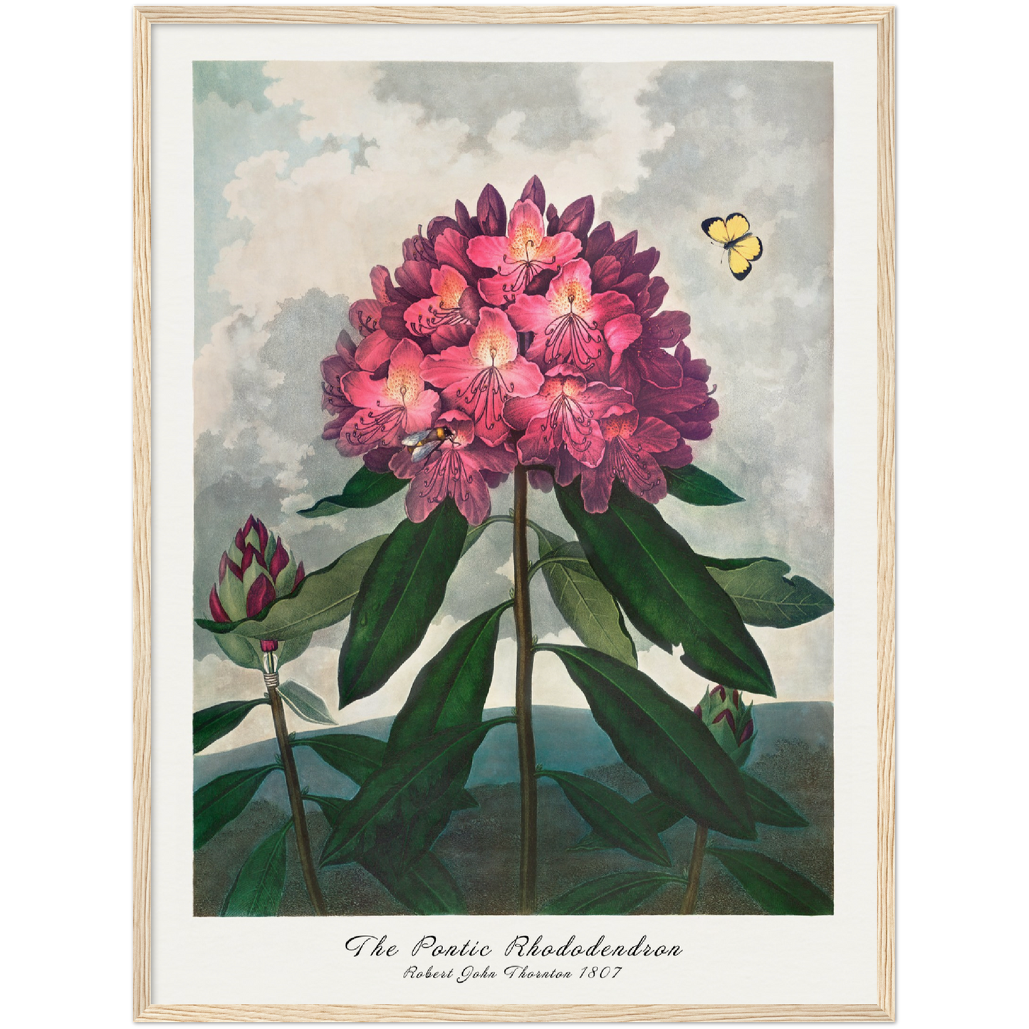 THE PONTIC RHODODENDRON