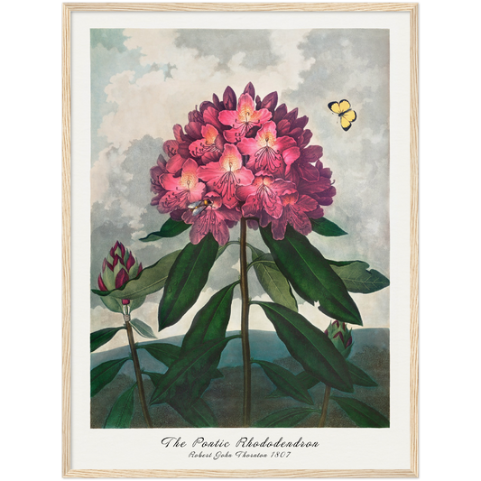 THE PONTIC RHODODENDRON