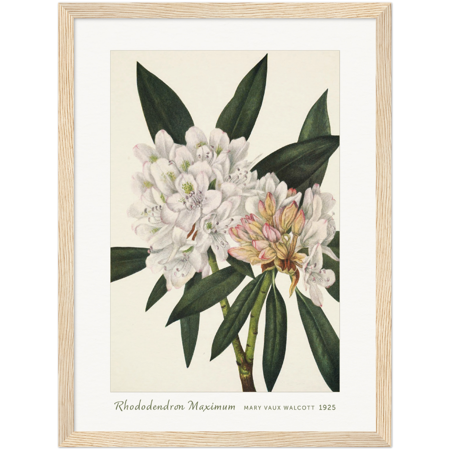 ROSEBAY RHODODENDRON. RHODODENDRON MAXIMUM (1925)