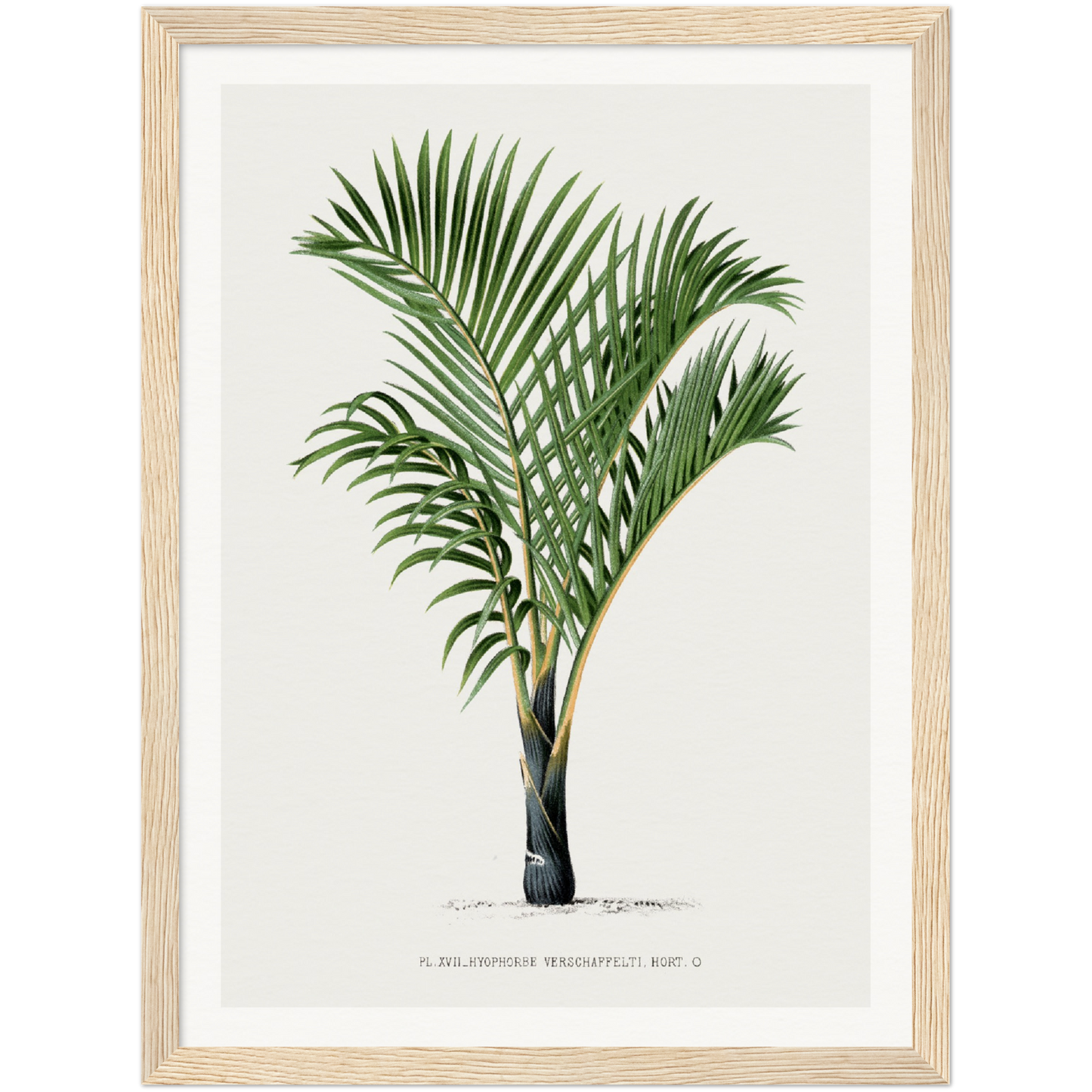 VERSCHAFFELTI PALM