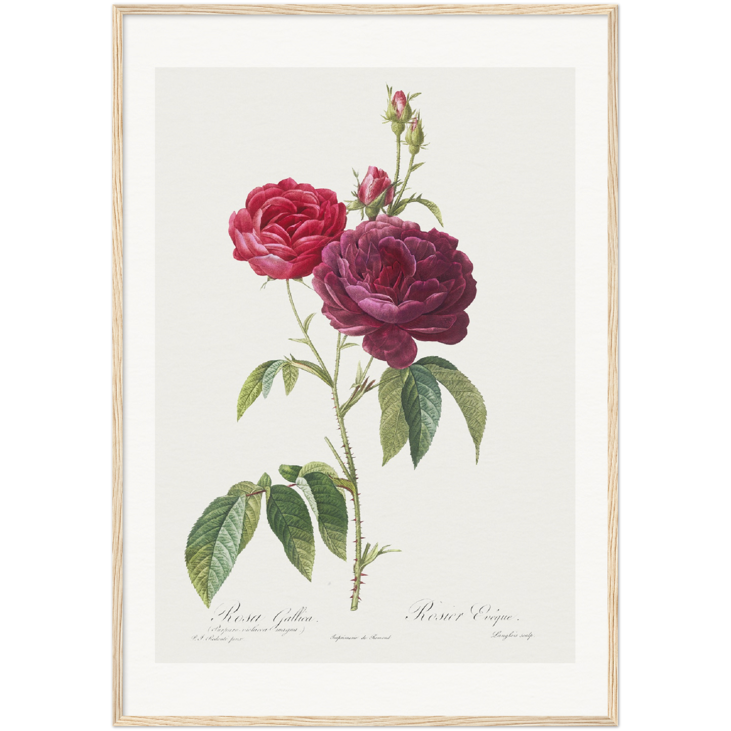 PURPLE FRENCH ROSE, ROSA GALLICA PURPURO-VIOLACEA MAGNA