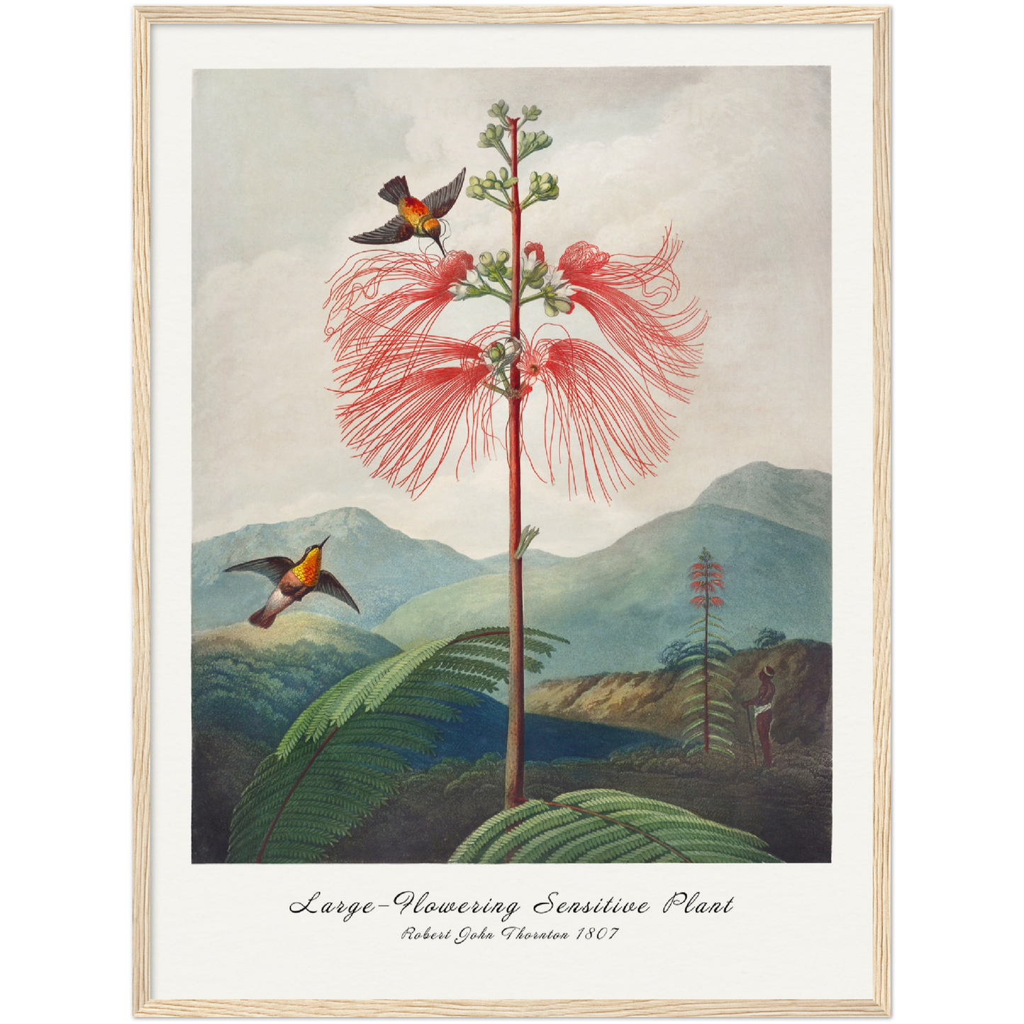 LARGE–FLOWERING SENSITIVE PLANT