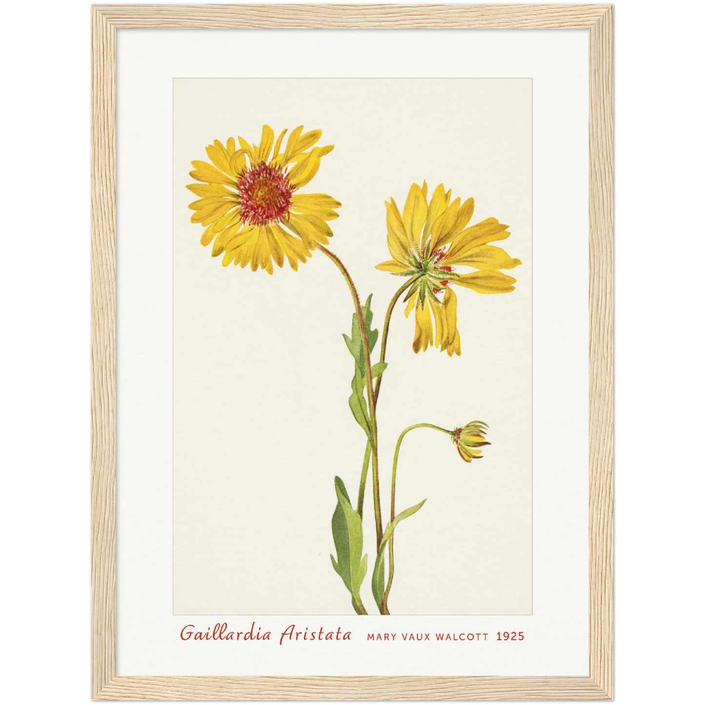 PERENNIAL GAILLARDIA. GAILLARDIA ARISTATA