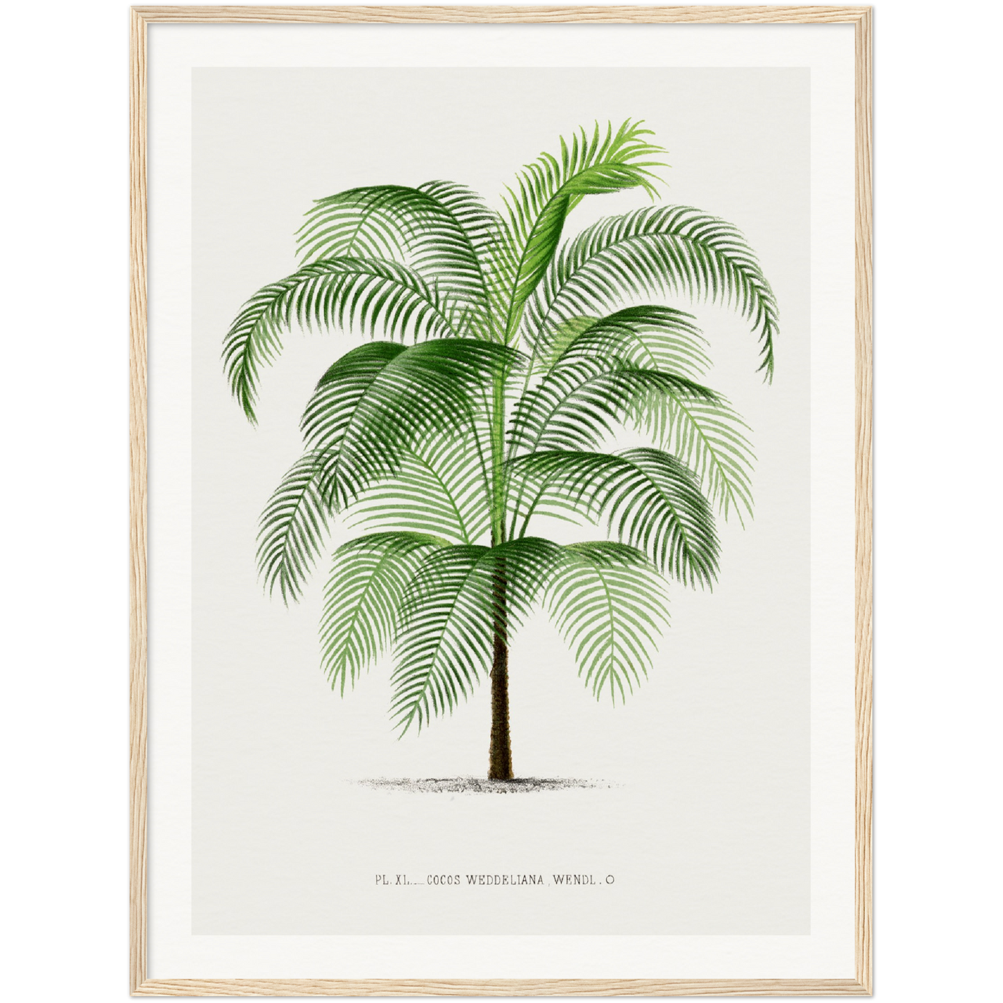 COCOS PALM