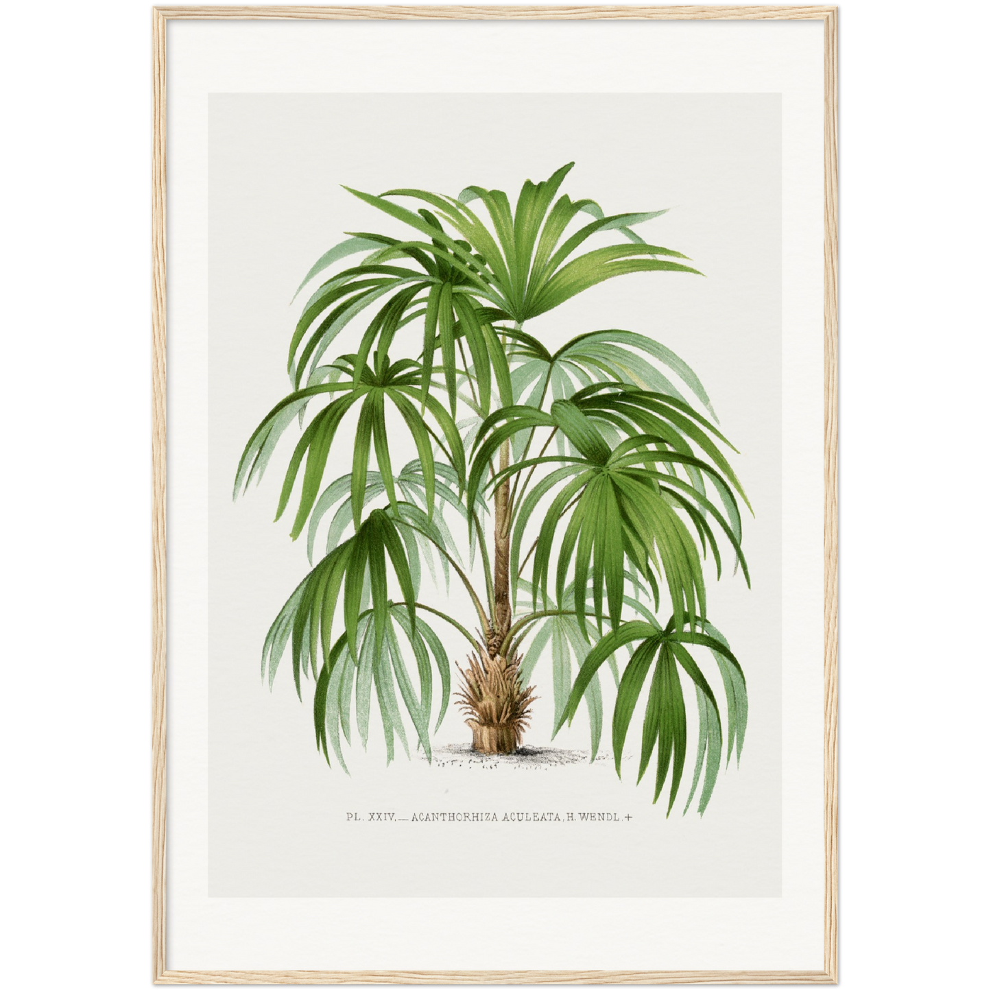 ACULEATA PALM