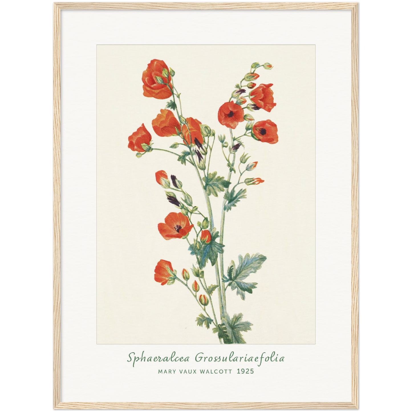 SCARLET GLOBE-MALLOW. SPHAERALCEA GROSSULARIAEFOLIA