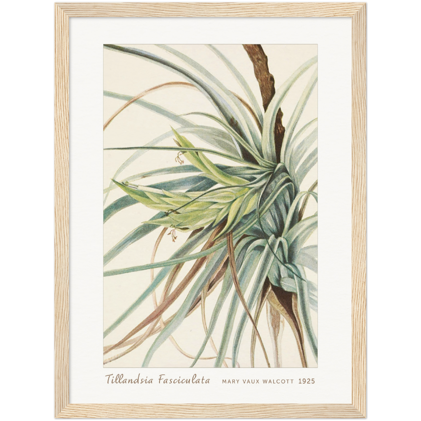 TILLANDSIA. TILLANDSIA FASCICULATA (1925)