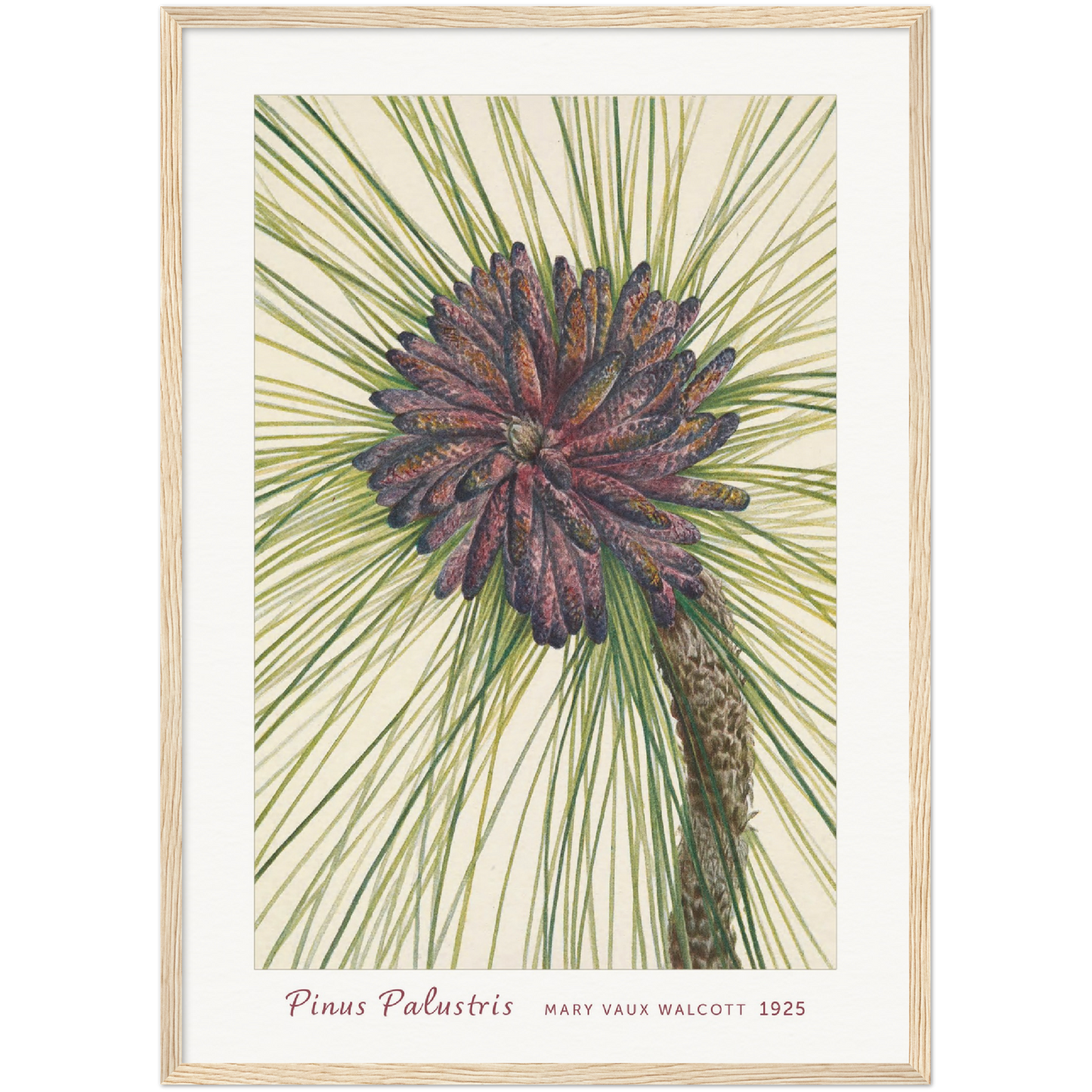 LONGLEAF PINE. PINUS PALUSTRIS (1925)