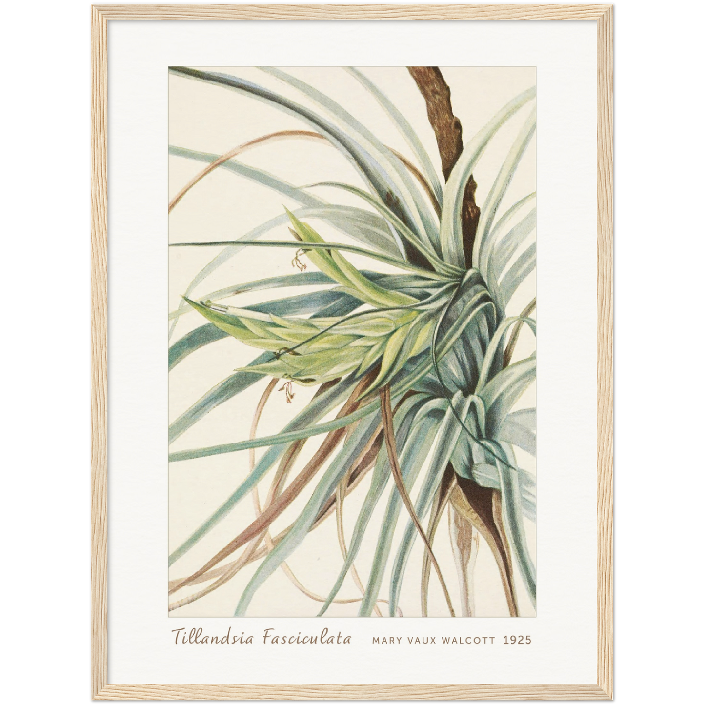 TILLANDSIA. TILLANDSIA FASCICULATA (1925)