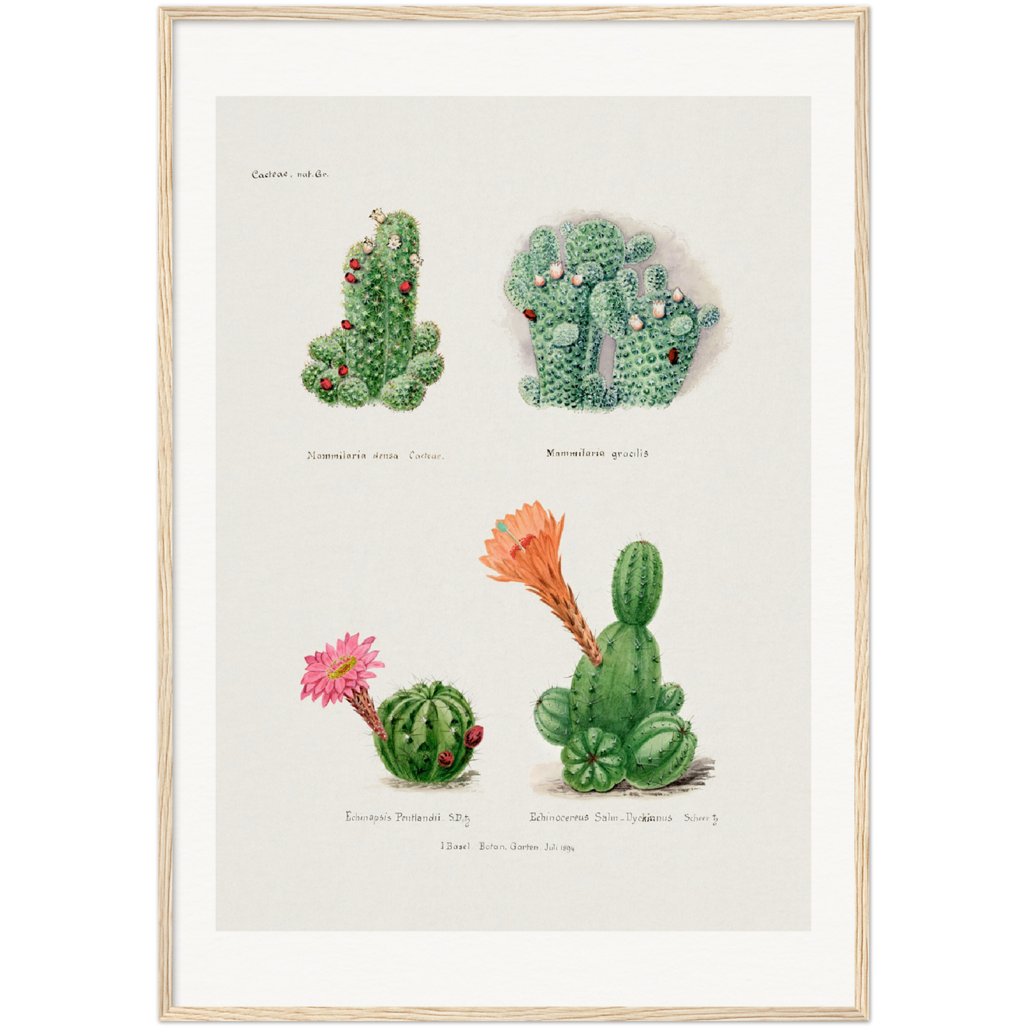 CACTI