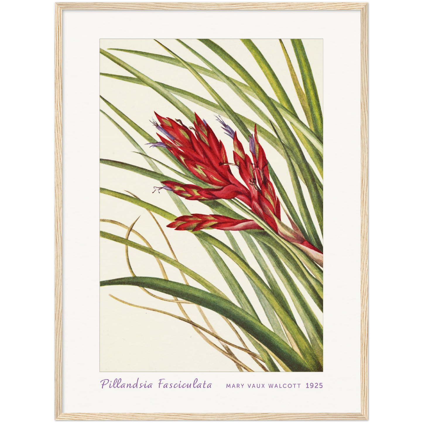 QUILL-LEAF TILLANDSIA. PILLANDSIA FASCICULATA (1925)