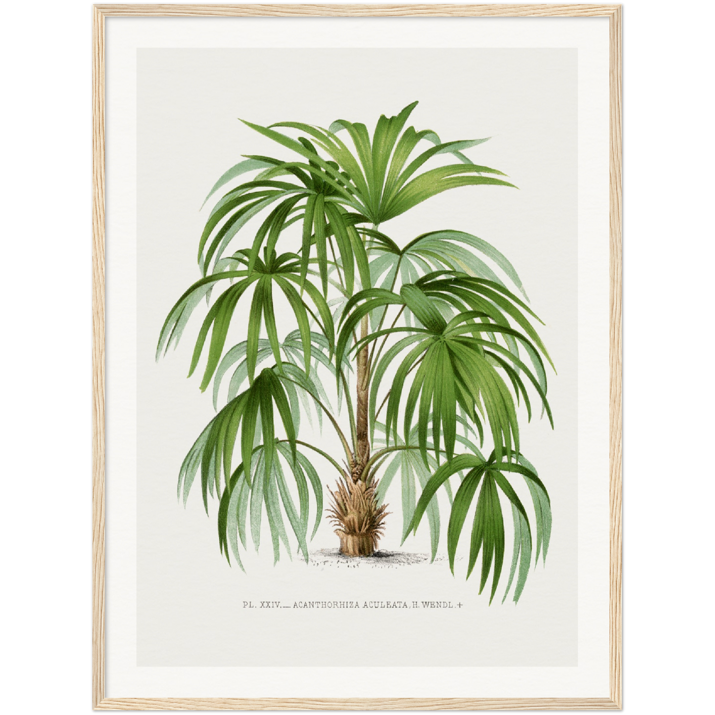 ACULEATA PALM