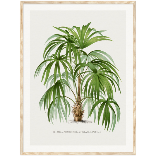 ACULEATA PALM