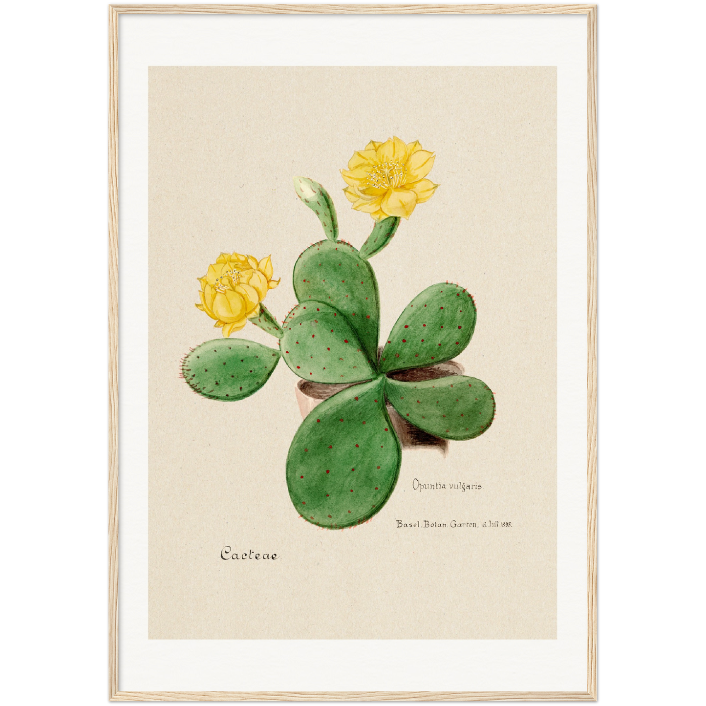 EASTERN PRICKLY PEAR CACTUS