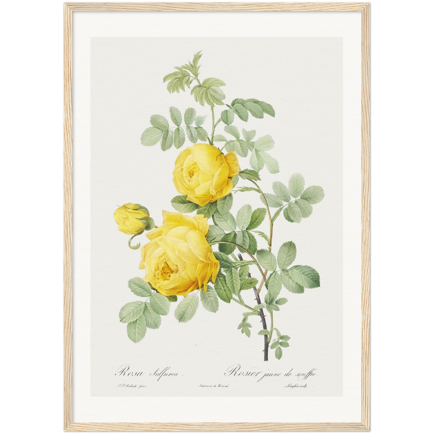 ROSA HEMISPHAERICA, ALSO KNOWN AS YELLOW ROSE OF SULFUR (ROSA SULFUREA)