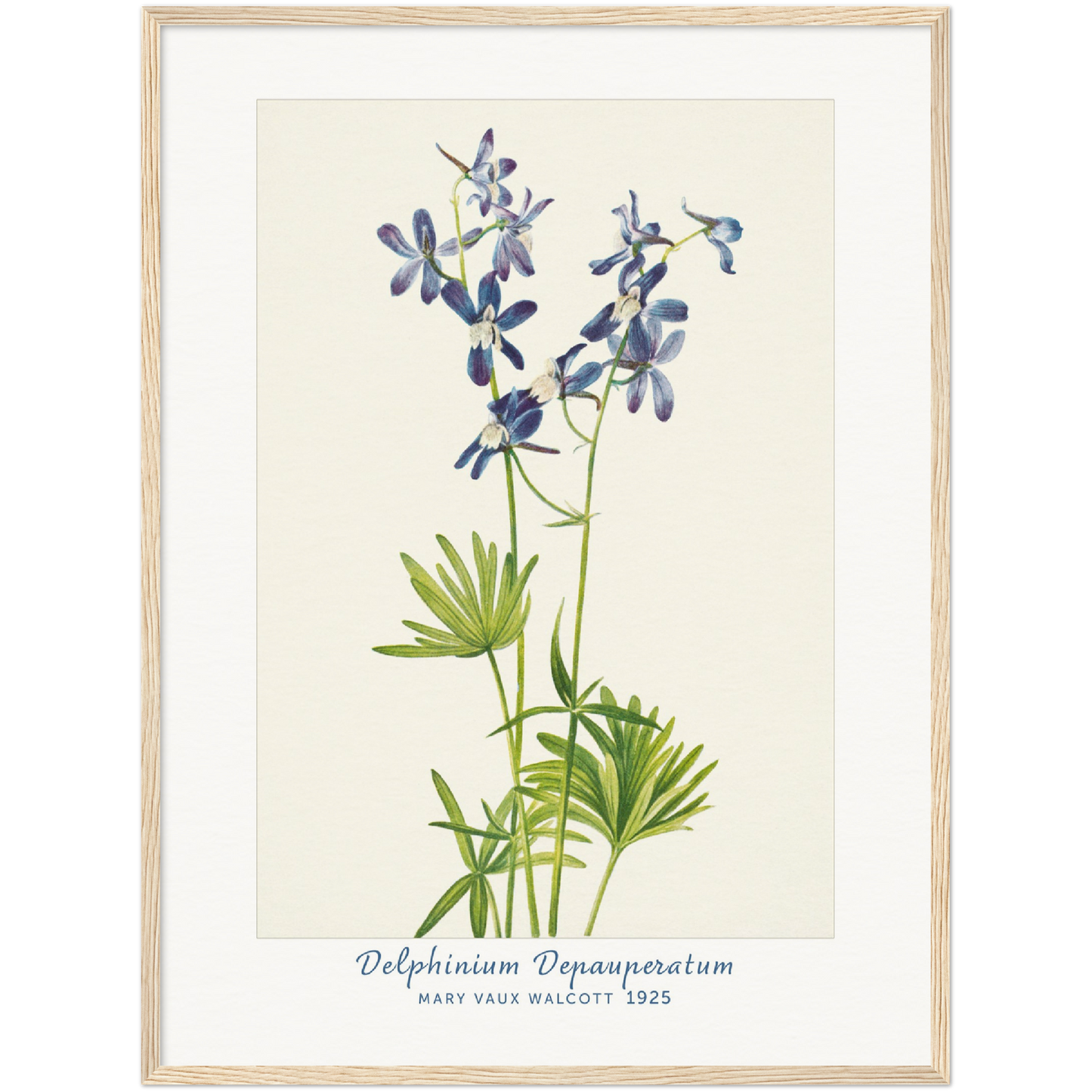 SLIM LARKSPUR. DELPHINIUM DEPAUPERATUM