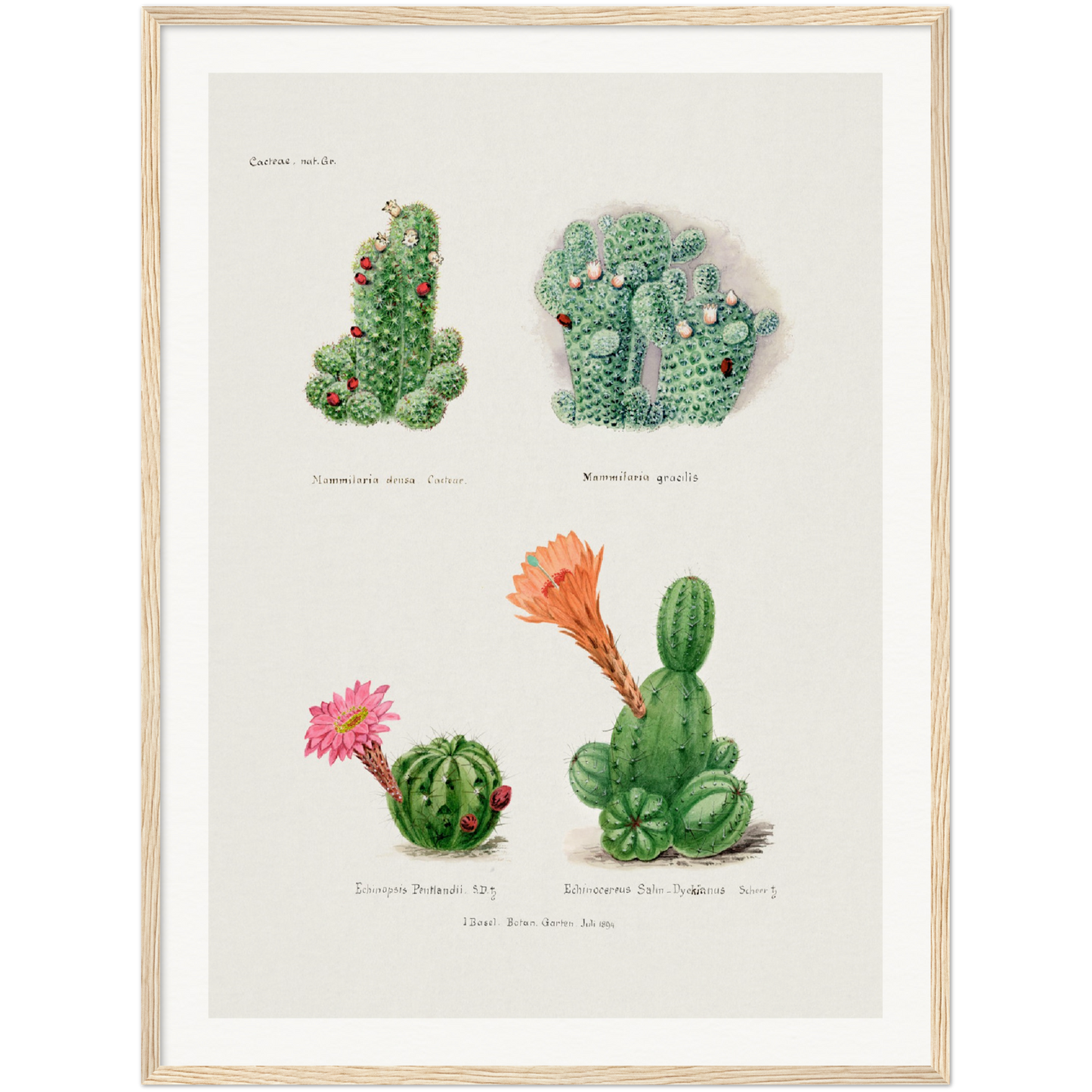 CACTI