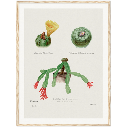 PEYOTE, INDIAN HEAD AND CHRISTMAS CACTUS Paper Wooden Framed Poster