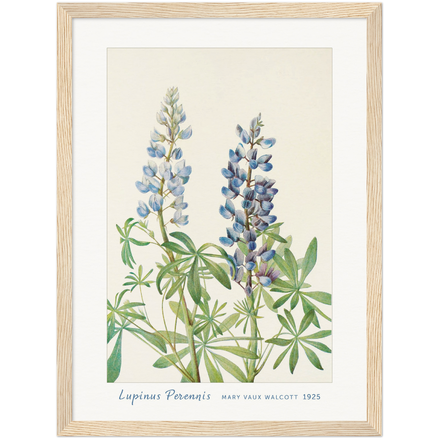 SUN-DIAL LUPINE. (LUPINUS PERENNIS) (1925)