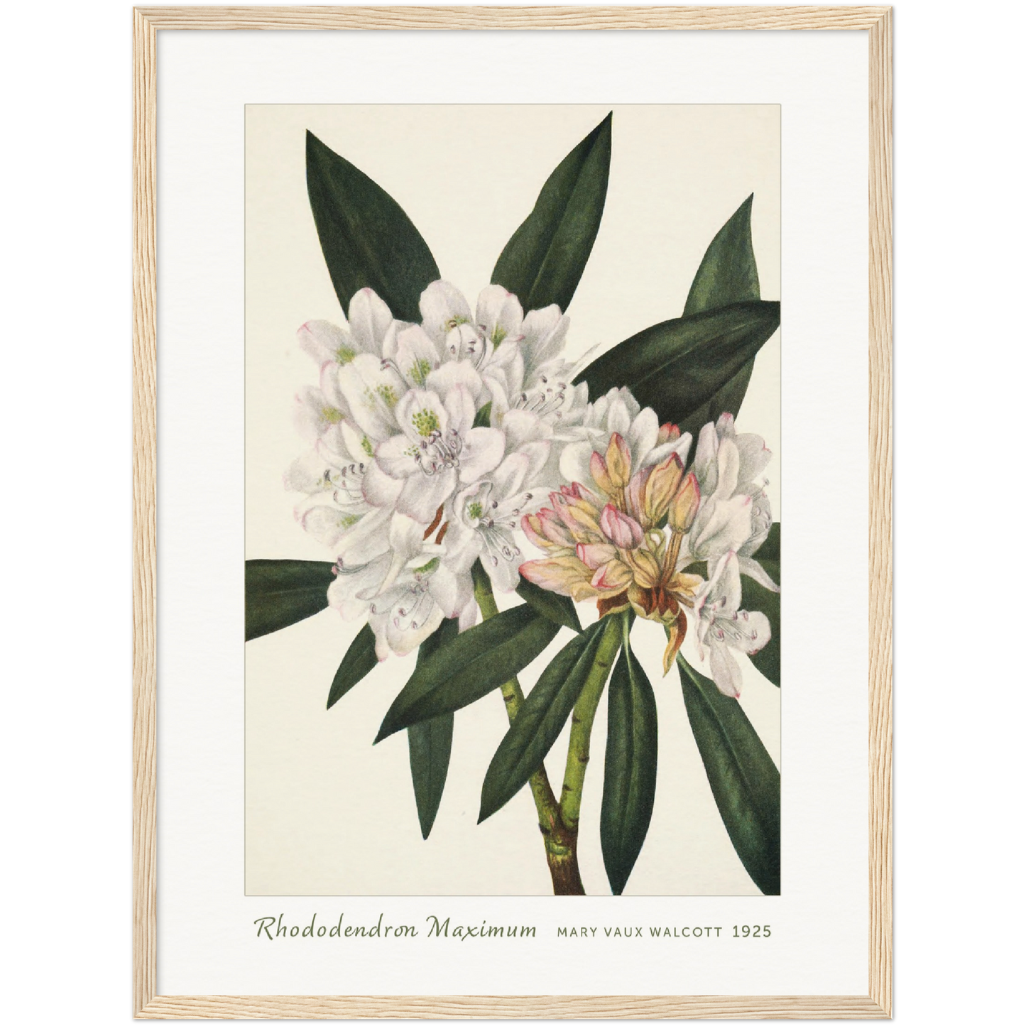 ROSEBAY RHODODENDRON. RHODODENDRON MAXIMUM (1925)