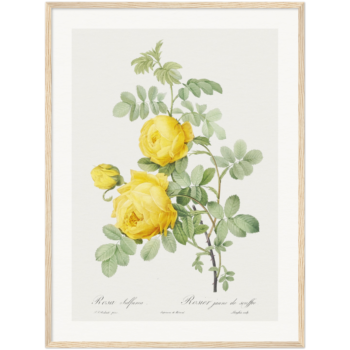 ROSA HEMISPHAERICA, ALSO KNOWN AS YELLOW ROSE OF SULFUR (ROSA SULFUREA)