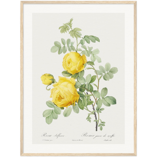 ROSA HEMISPHAERICA, ALSO KNOWN AS YELLOW ROSE OF SULFUR (ROSA SULFUREA)