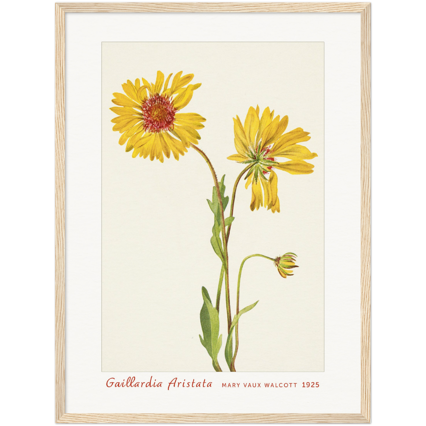 PERENNIAL GAILLARDIA. GAILLARDIA ARISTATA