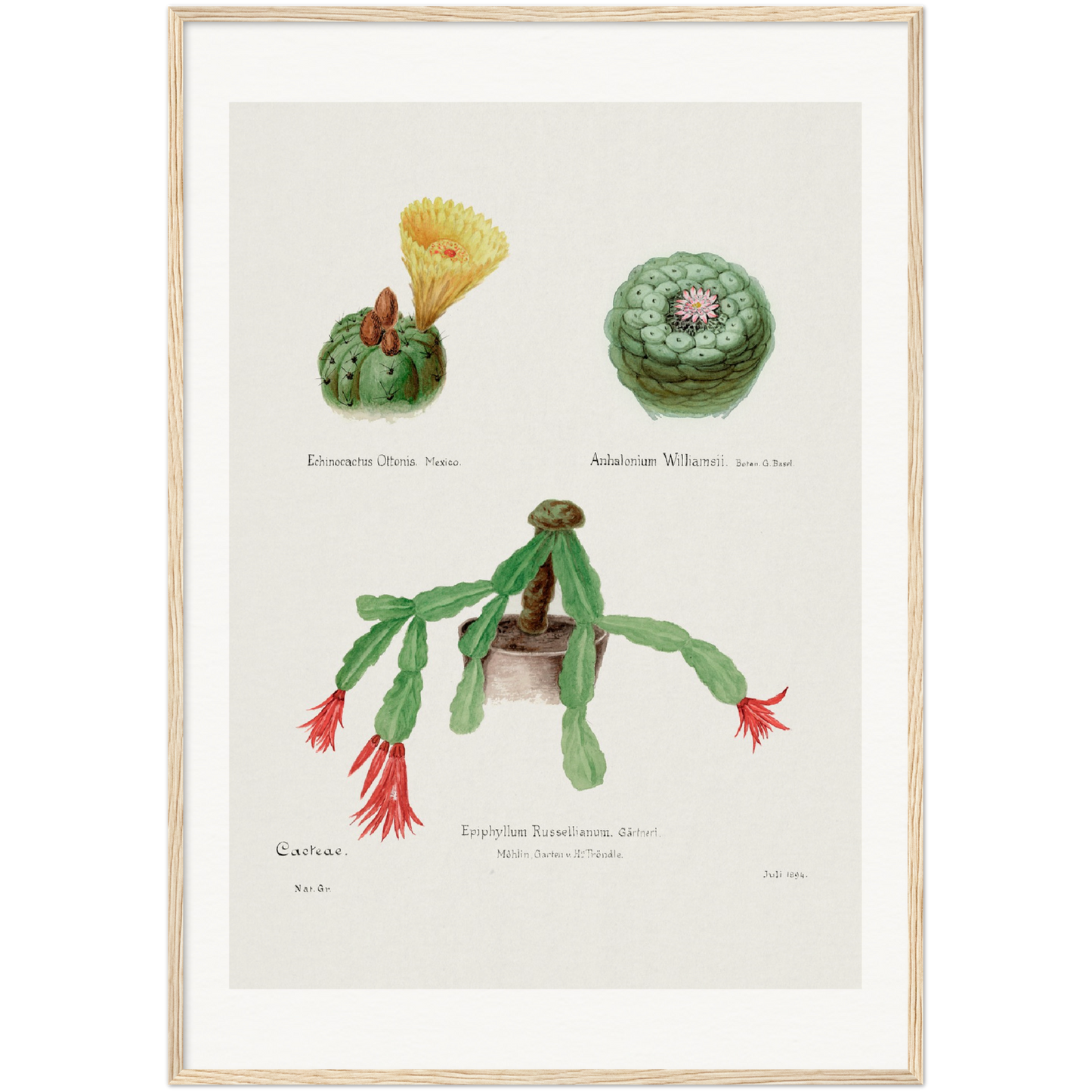 PEYOTE, INDIAN HEAD AND CHRISTMAS CACTUS Paper Wooden Framed Poster