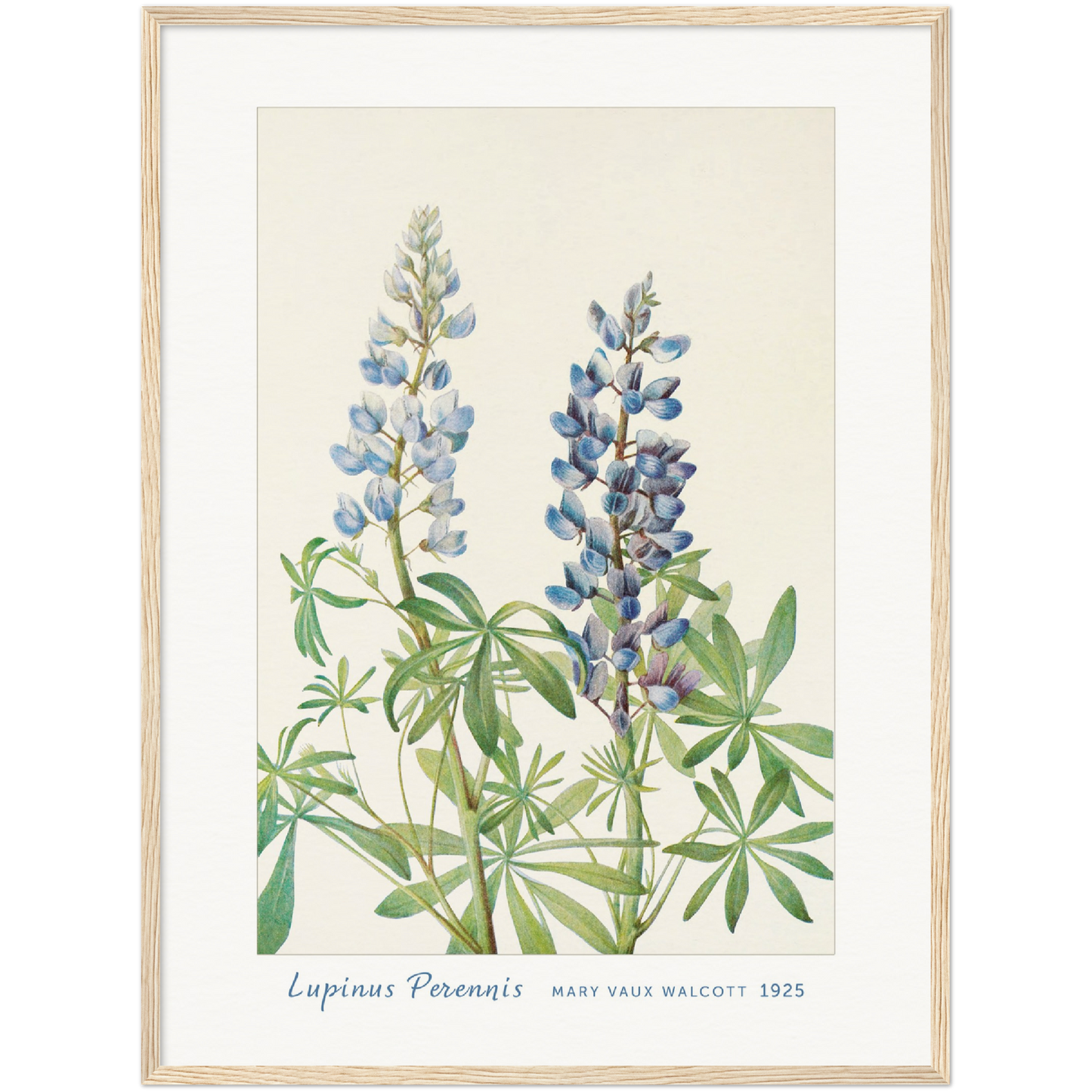 SUN-DIAL LUPINE. (LUPINUS PERENNIS) (1925)