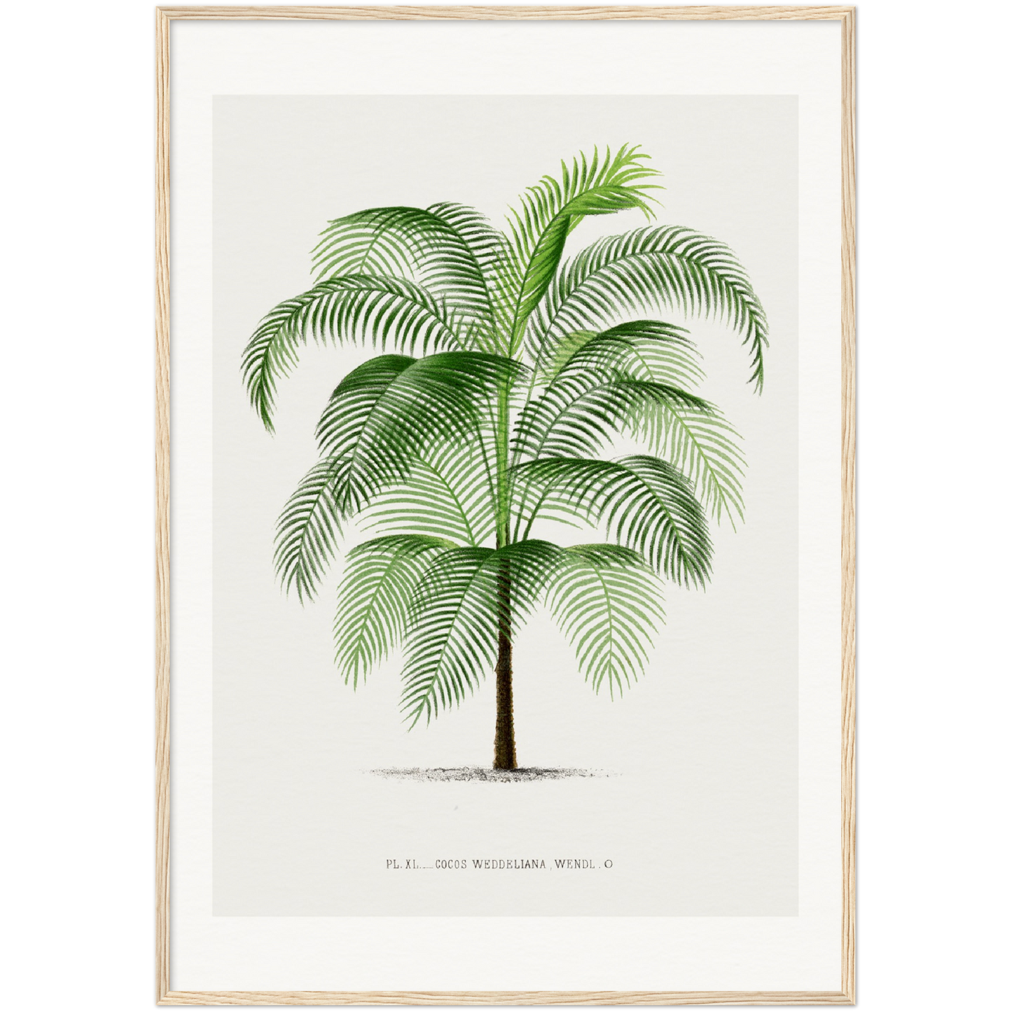 COCOS PALM