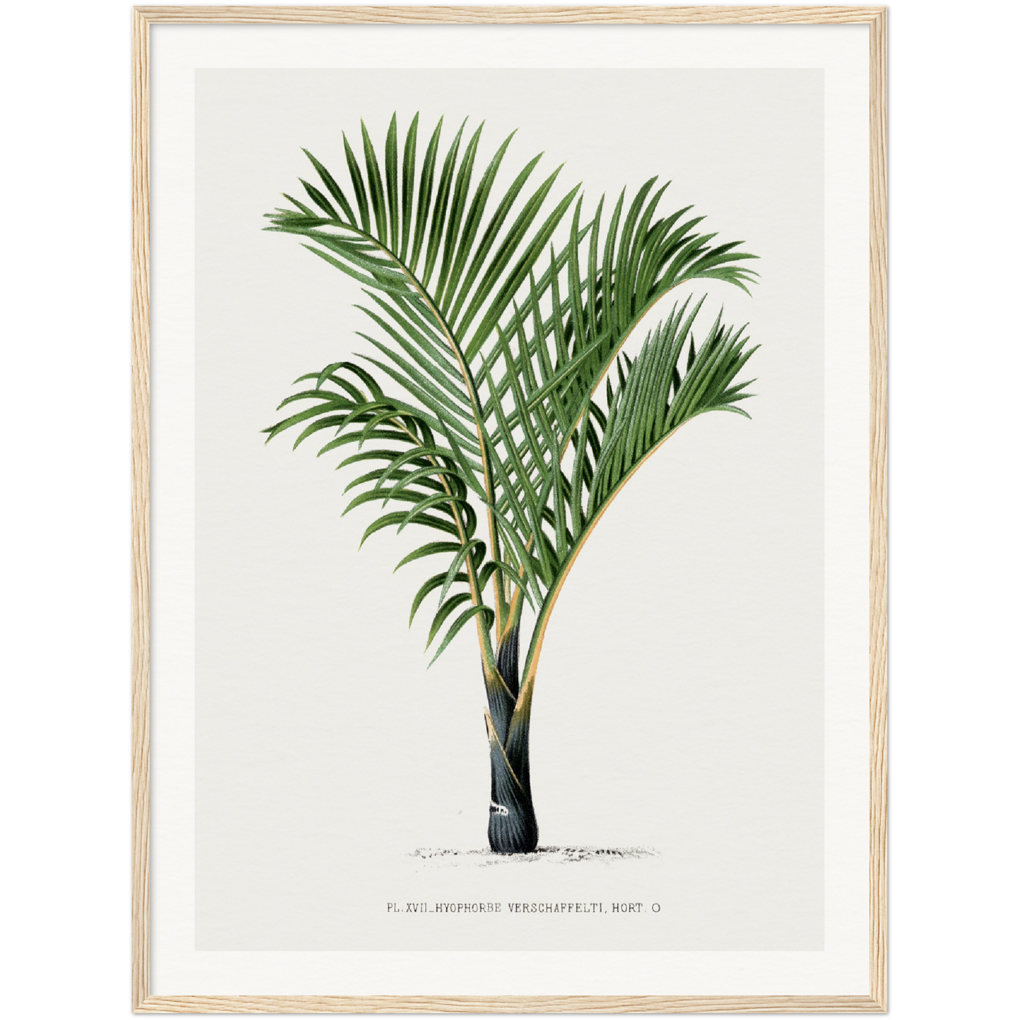 VERSCHAFFELTI PALM