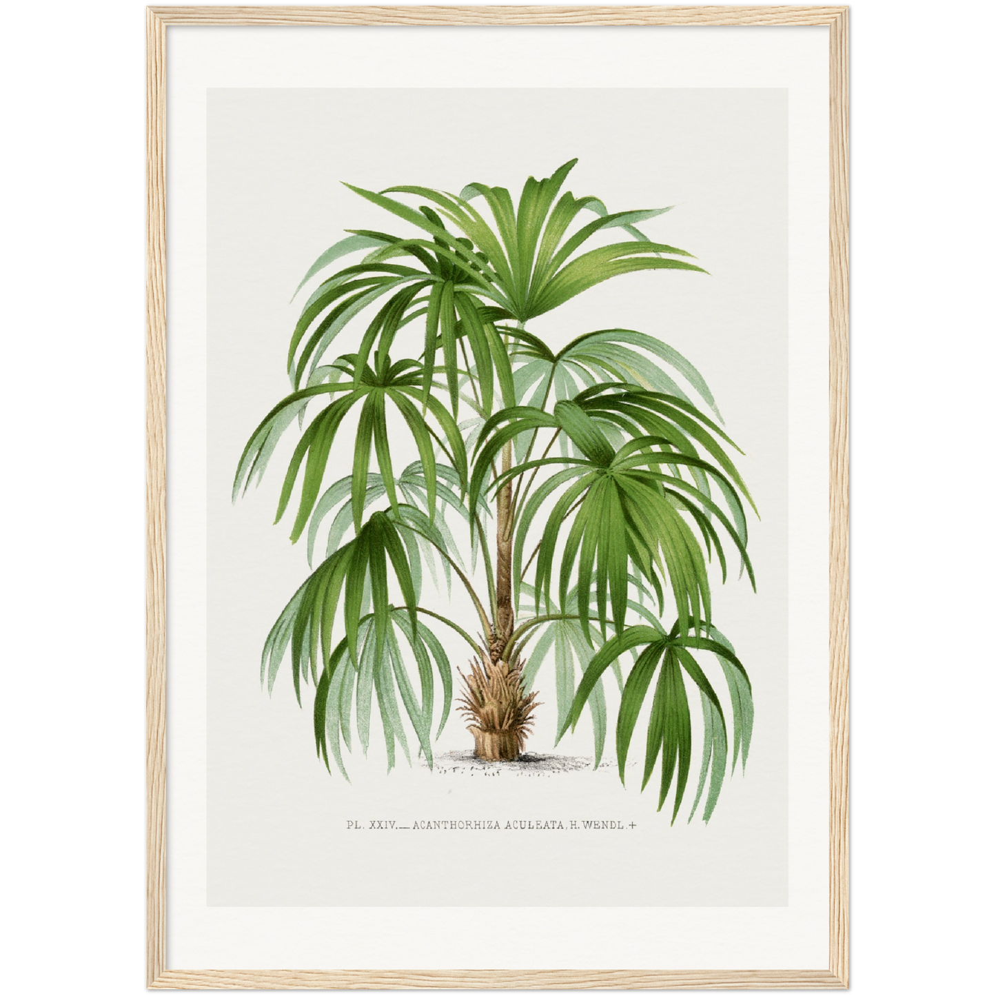 ACULEATA PALM