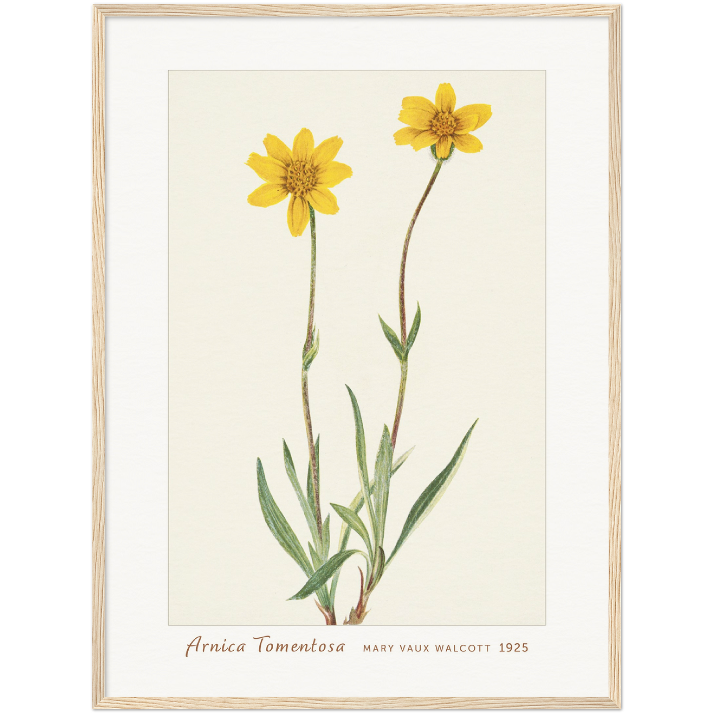 WOOLLY ARNICA. ARNICA TOMENTOSA