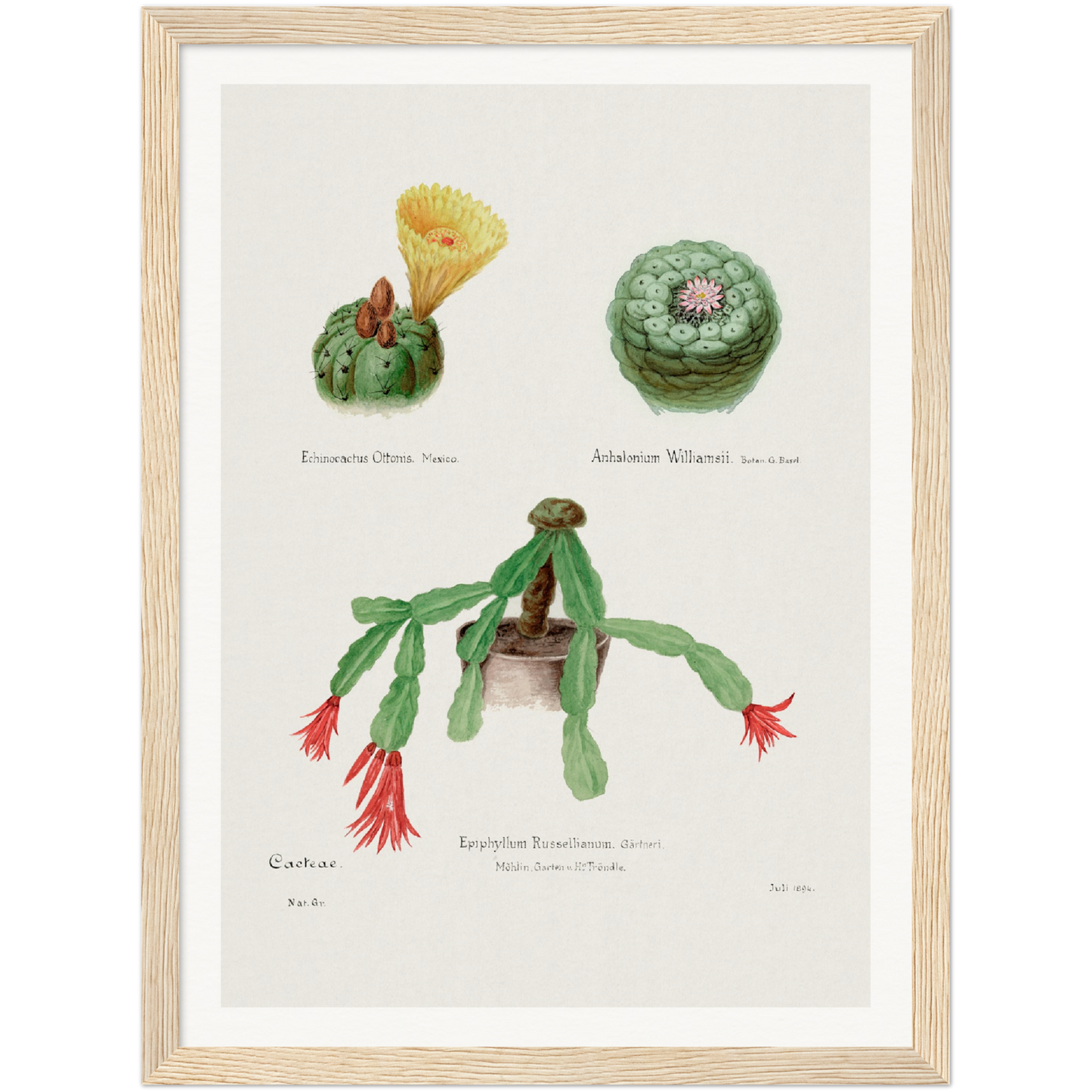 PEYOTE, INDIAN HEAD AND CHRISTMAS CACTUS Paper Wooden Framed Poster