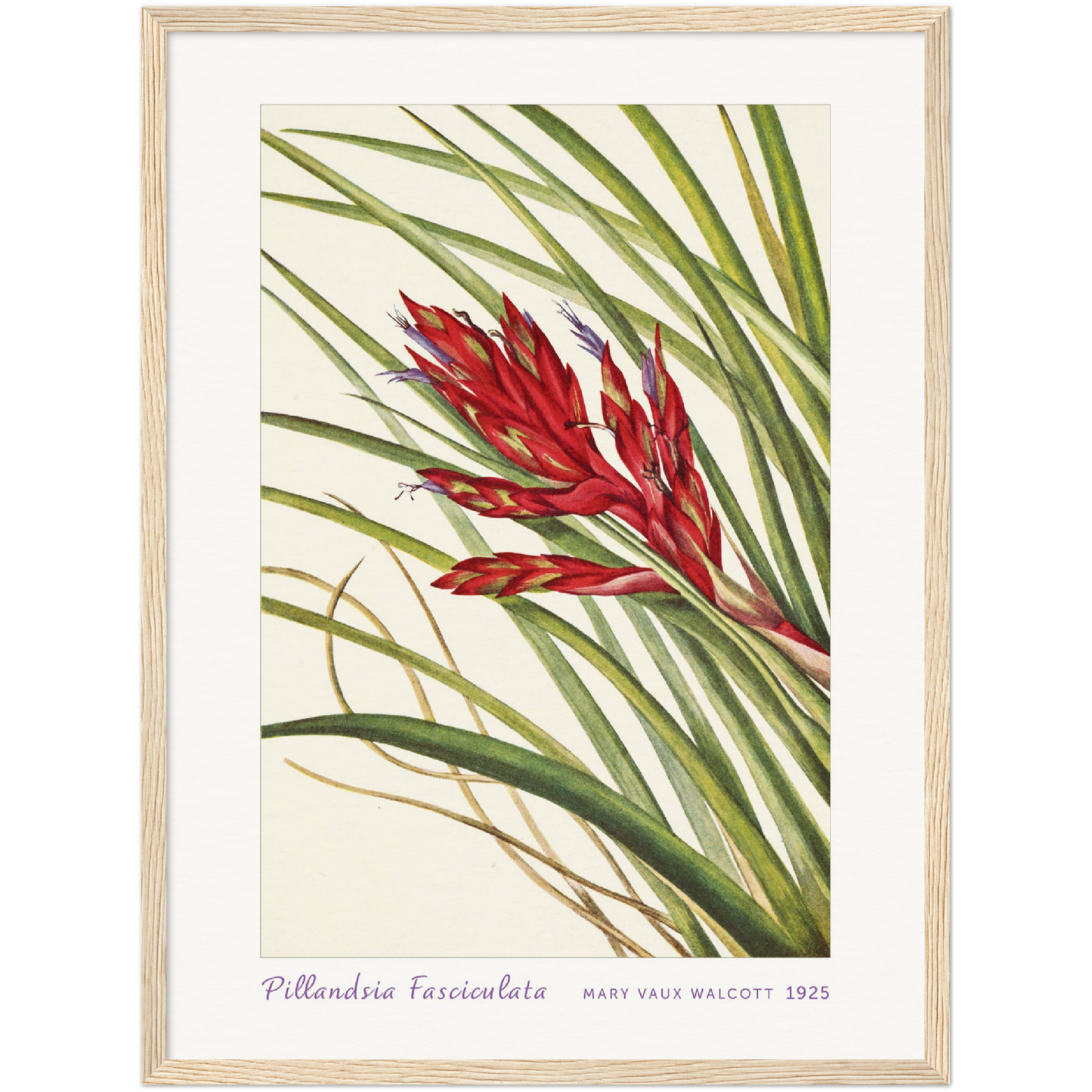 QUILL-LEAF TILLANDSIA. PILLANDSIA FASCICULATA (1925)