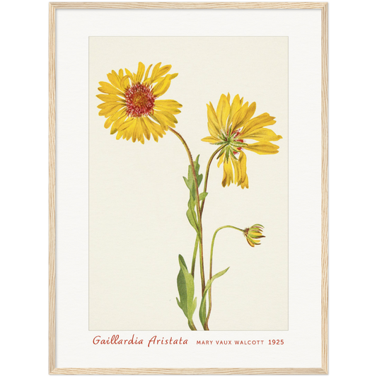 PERENNIAL GAILLARDIA. GAILLARDIA ARISTATA