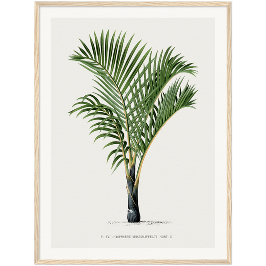 VERSCHAFFELTI PALM