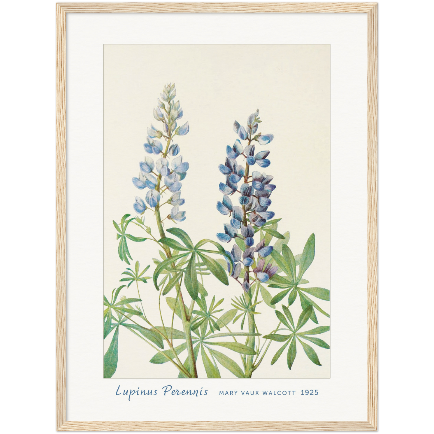 SUN-DIAL LUPINE. (LUPINUS PERENNIS) (1925)