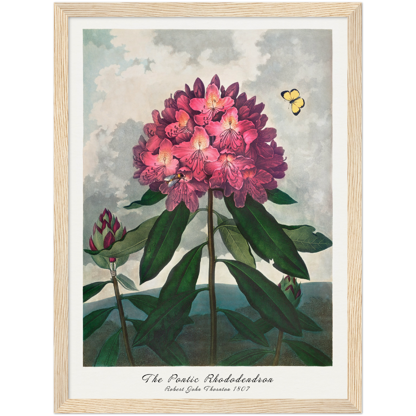 THE PONTIC RHODODENDRON