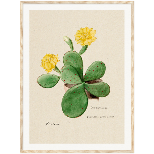 EASTERN PRICKLY PEAR CACTUS