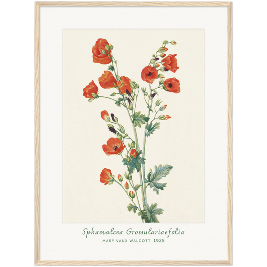 SCARLET GLOBE-MALLOW. SPHAERALCEA GROSSULARIAEFOLIA