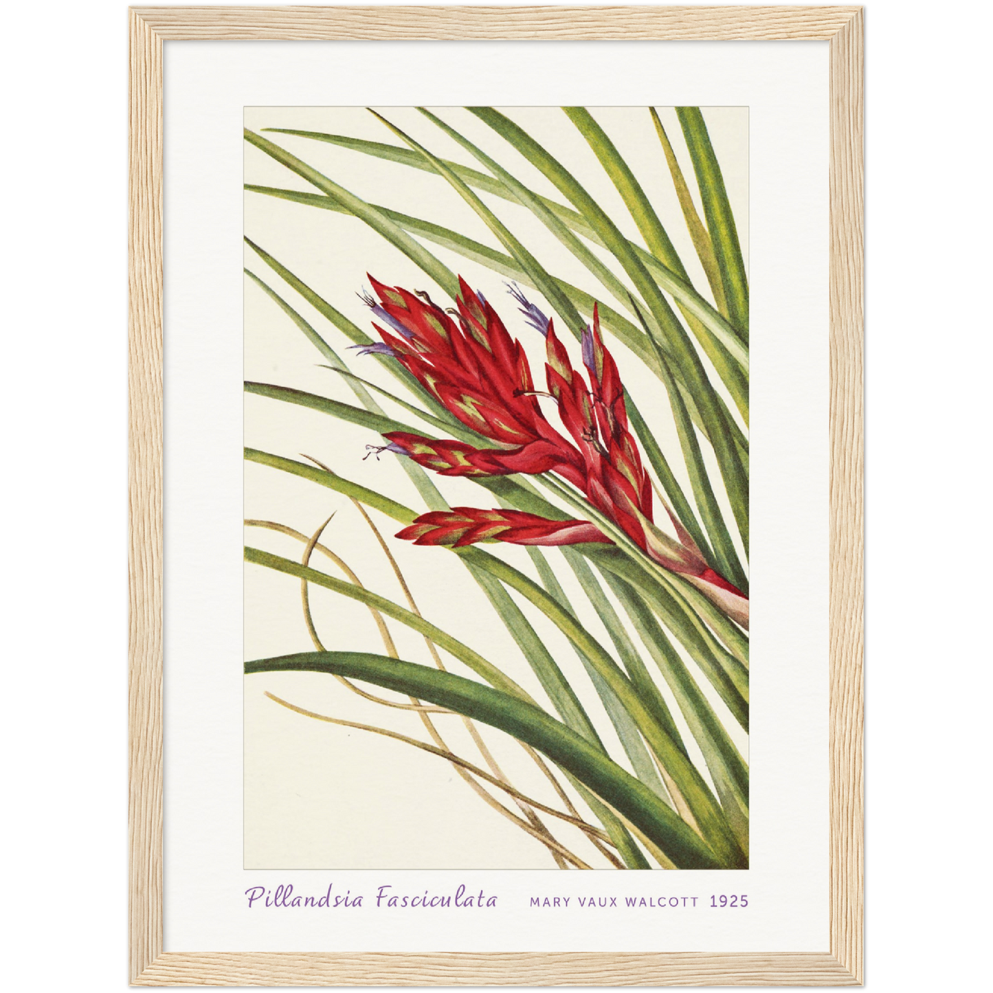 QUILL-LEAF TILLANDSIA. PILLANDSIA FASCICULATA (1925)