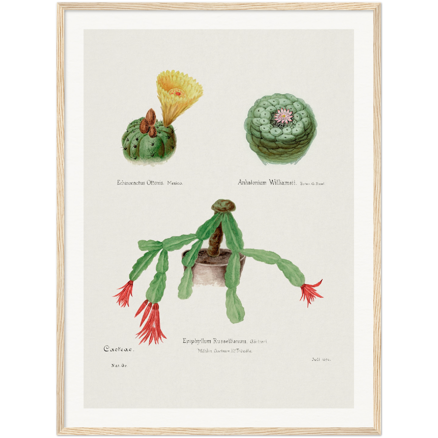 PEYOTE, INDIAN HEAD AND CHRISTMAS CACTUS Paper Wooden Framed Poster