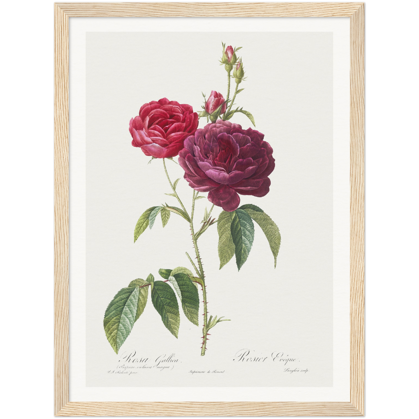 PURPLE FRENCH ROSE, ROSA GALLICA PURPURO-VIOLACEA MAGNA